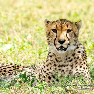 Ghepardo nel Serengeti durante un safari fotografico in Tanzania