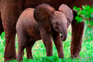 Cucciolo di elefante tra gli adulti nel Parco Nazionale del Tarangire