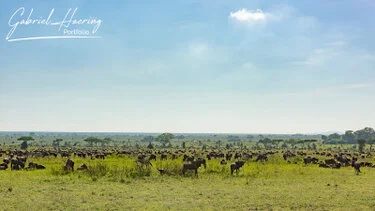 Grande mandria di gnu durante la Grande Migrazione nel Serengeti