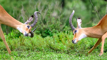 Due impala si affrontano nel paesaggio verde di Ndutu durante un safari fotografico