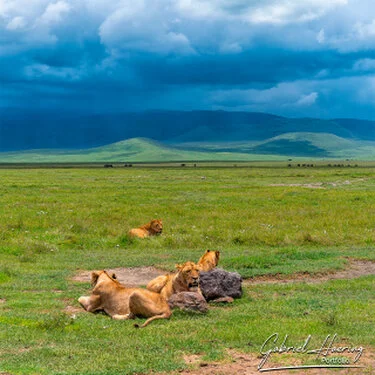 Leoni nel Cratere di Ngorongoro con le pareti del cratere sullo sfondo