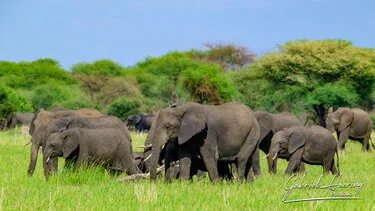 Branco di elefanti nel Parco Nazionale del Tarangire durante la stagione verde