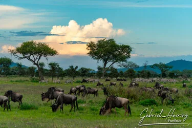 Gnu nelle pianure verdi del Serengeti durante la Grande Migrazione