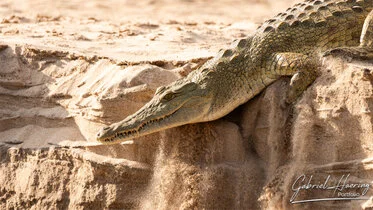 Coccodrillo del Nilo sulla riva nel Parco Nazionale di Nyerere