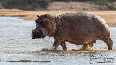 Ippopotamo nel fiume Rufiji nel Parco Nazionale di Nyerere in Tanzania
