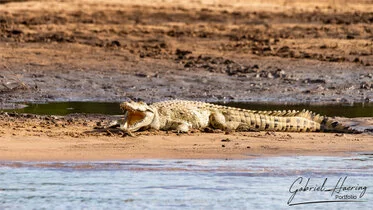 Coccodrillo del Nilo sulle rive del fiume Rufiji nel Parco Nazionale di Nyerere