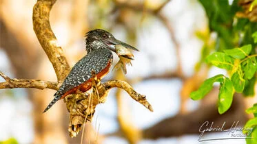 artin pescatore con una preda nel Parco Nazionale di Nyerere in Tanzania
