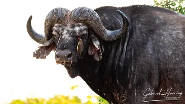 Maschio di Buffalo sull rive del fiume Rufiji nel parco nazionale di  Nyerere,Tanzania