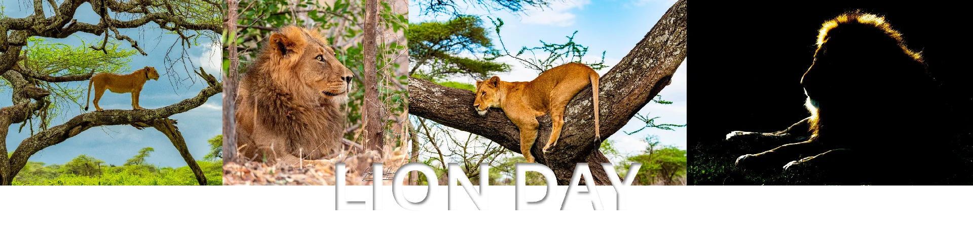 April 16 is the Save the Elephant Day and August 12th is the world elephant day