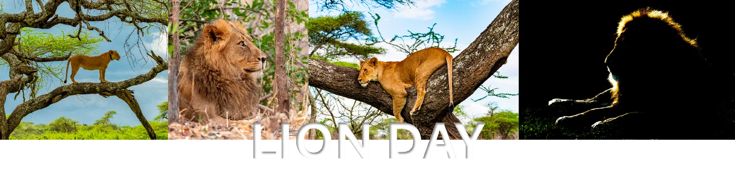 April 16 is the Save the Elephant Day and August 12th is the world elephant day