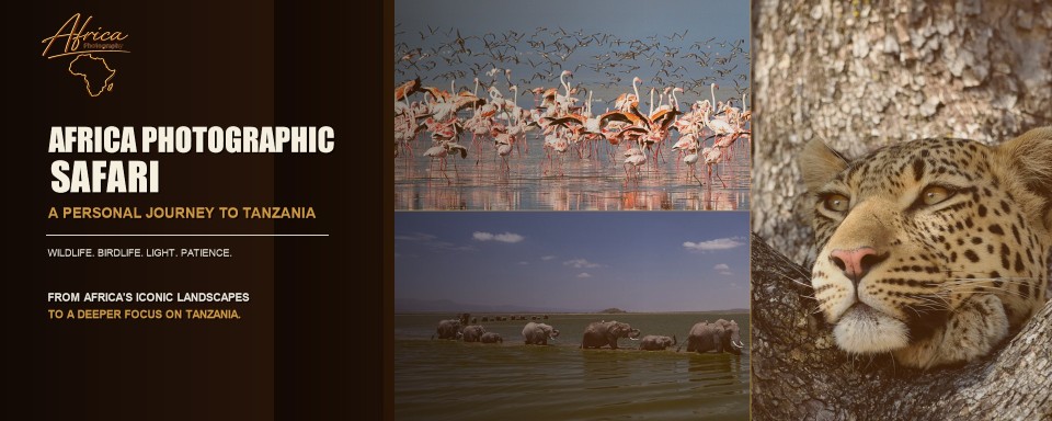 A personal photographic journey through Tanzania, illustrated with wildlife from Nyerere, Ruaha and other iconic safari landscapes.