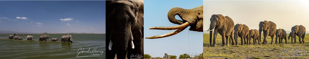 April 16 is the Save the Elephant Day and August 12th is the world elephant day