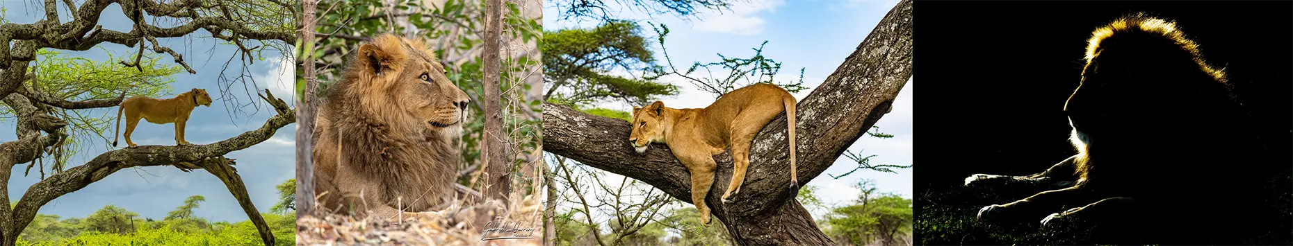 Male African lion in the Tanzania savannah photographed during a wildlife photography safari