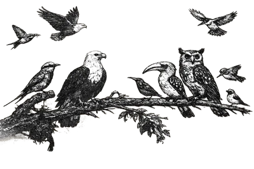 Over 450 bird species can be seen in Tanzania during a birdwatching safari