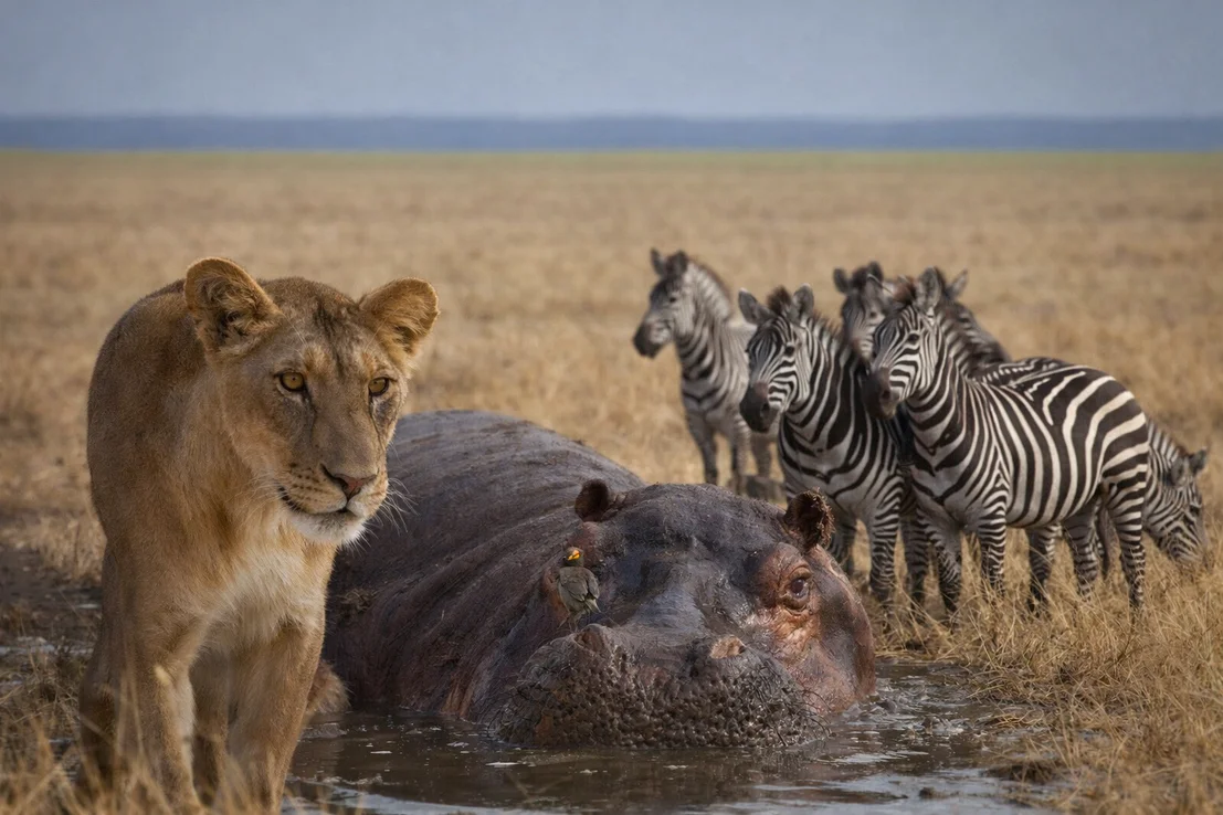 Photographer in a safari vehicle photographing a lion in green Tanzanian landscape