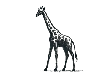 Giraffe  can be seen in Tanzania during photographic safari