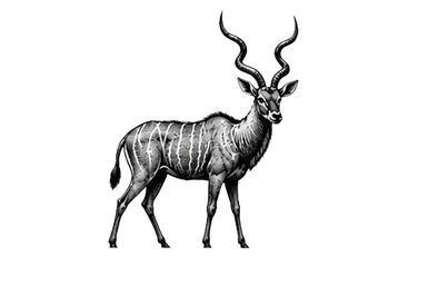 Greater kudu in Katavi National Park during a photographic safari in Tanzania