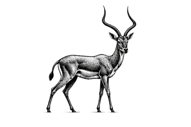 Impala in the Central Serengeti during a photographic safari in Tanzania