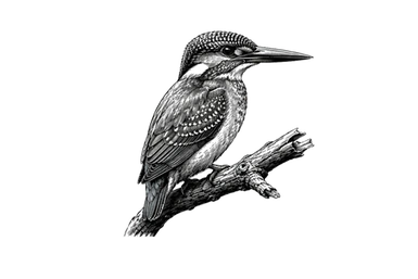 Kingfisher in the Central Serengeti during a photographic safari in Tanzania
