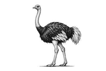 Ostrich photographed in Tanzania