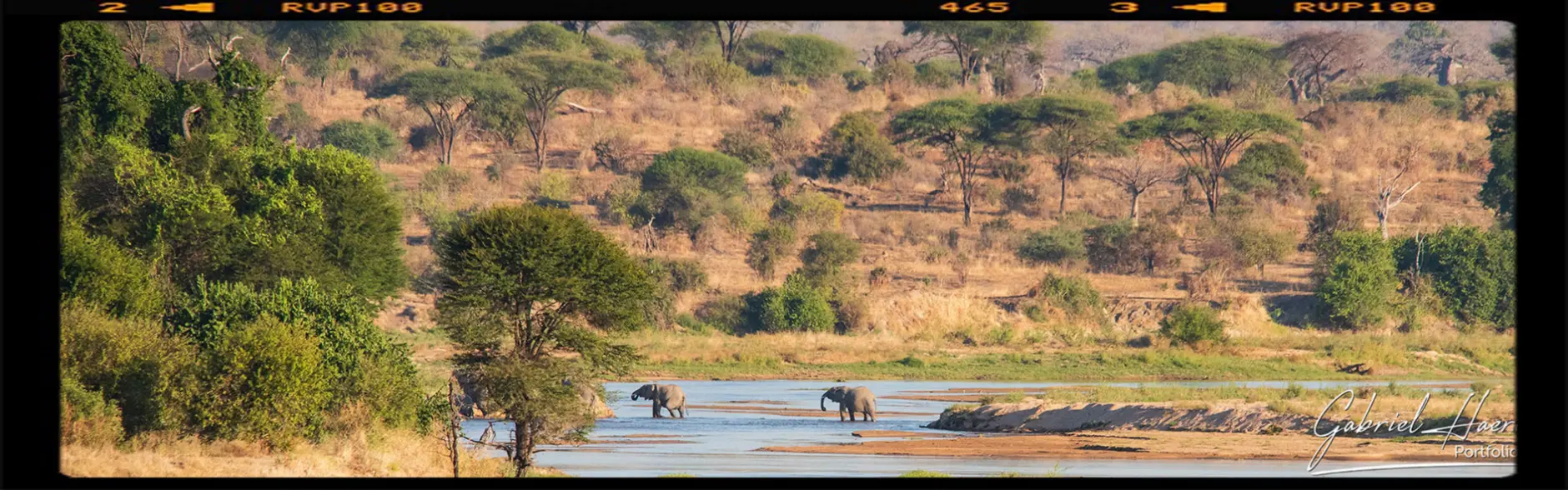 A couple of elephants are crossing the Ruaha River in Ruaha National Park