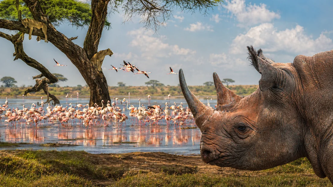 Photographer in a safari vehicle photographing a lion in green Tanzanian landscape
