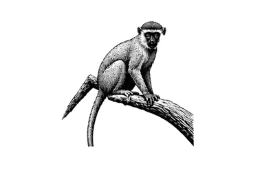 Vervet monkey in the Central Serengeti during a photographic safari in Tanzania