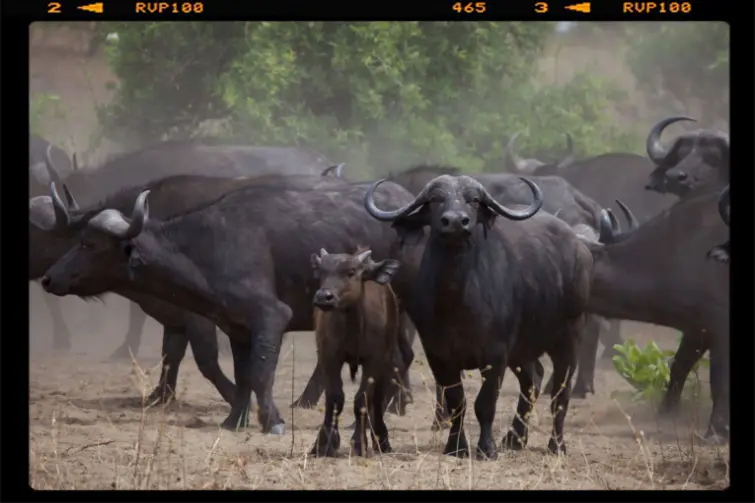 Buffalo herd with cub in Katavi National Park observes us to understan what is our intention