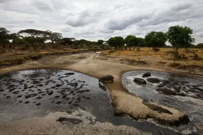 the hippo pool in Katavi national park full of hippos