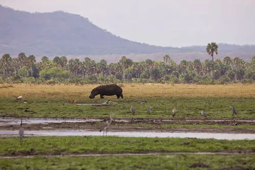 Hippo in Katavi National Park wetlands during a Tanzania photographic safari