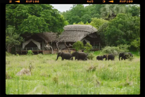 Elephant herd grazing in front of Katavi Wildlife Camp in Katavi National Park, Western Tanzania