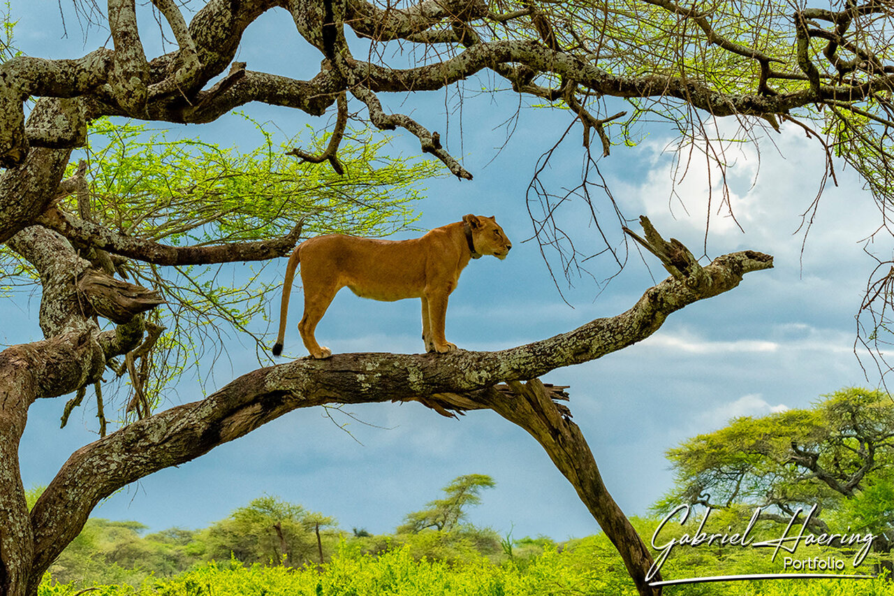 Lioness during the Great Migration calving-season safari scene in Northern Tanzania