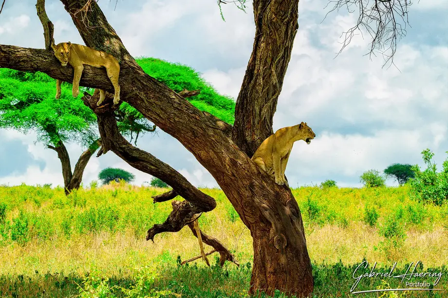 Tree-climbing lions in Tarangire National Park during a Northern Tanzania photographic safari