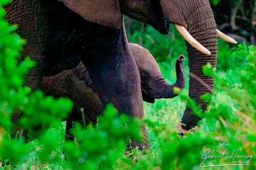 Elephant cubs in January in Tarangire National park are normal to see during a photographic safari in Tanzania during the calving season