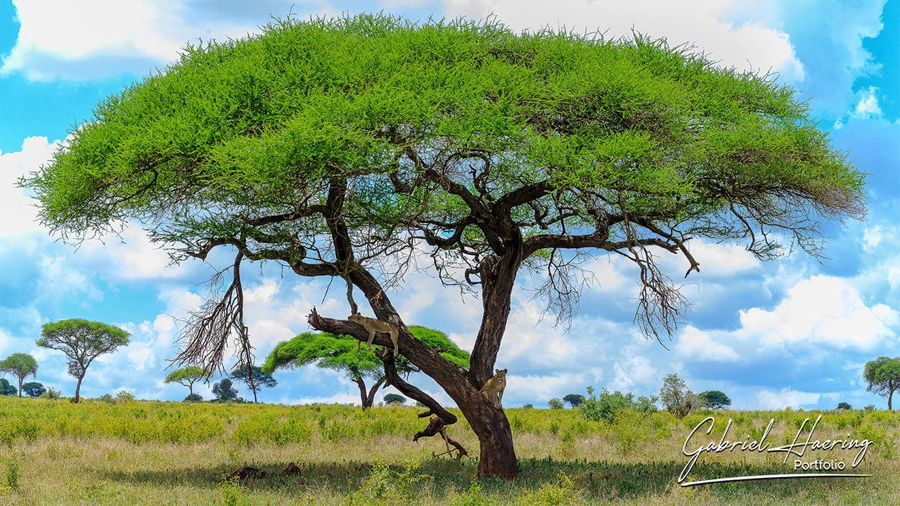 Tarangire Lake Natron and Mkomazi safari report through quieter Northern Tanzania