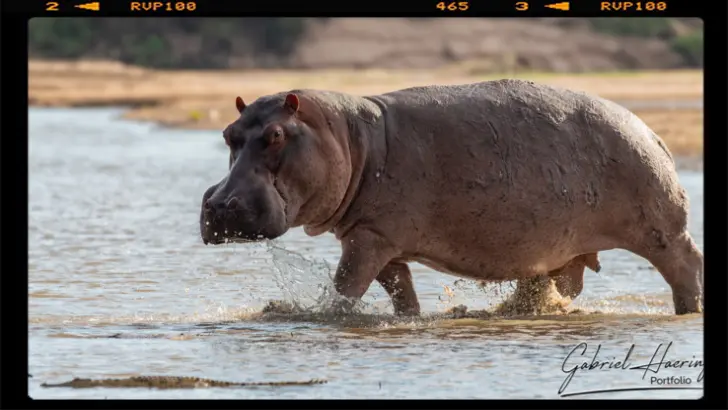 A bull Hippo entering the Rufiji river in Nyerere National Park