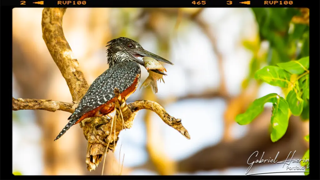 A King Fisher with a prey in the mouth ready for eating in Nyerere National Park