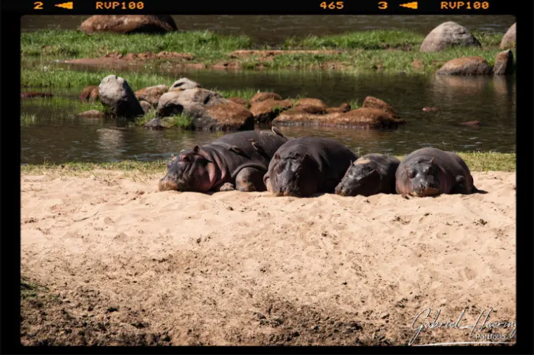 A group of Hippos with cubs in relaxing under the sun on the river banks for Ruaha River in Ruaha National Park
