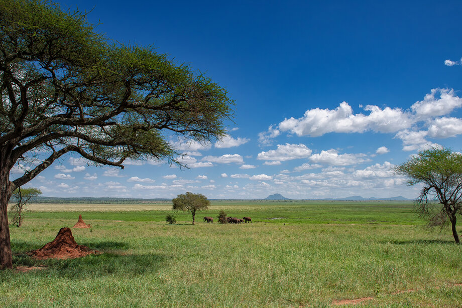 Buffalo herd in Tarangire National Park during the green season in Northern Tanzania