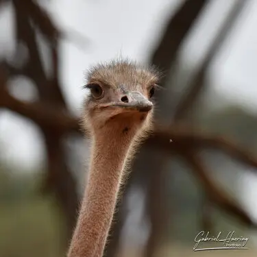 African wildlife glances Animal glances in african nature