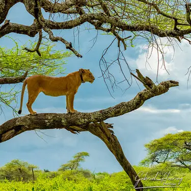 African felines - by Gabriel Haering