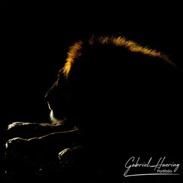 African felines - by Gabriel Haering