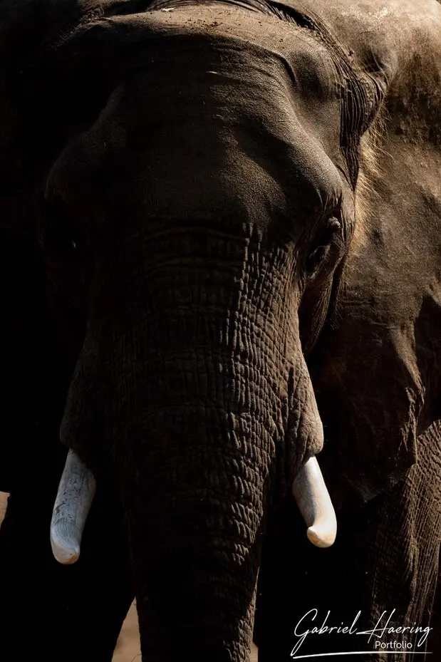 African Elephants by Gabriel Haering