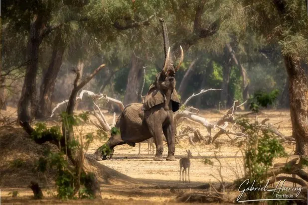 African Elephants by Gabriel Haering