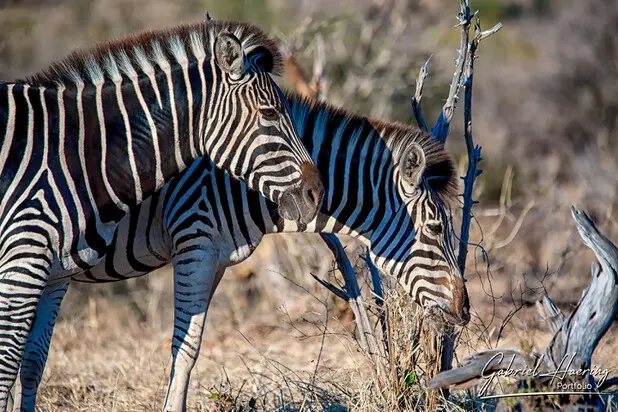 African Zebras by Gabriel Haering