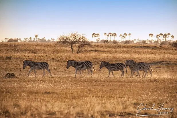 African Zebras by Gabriel Haering