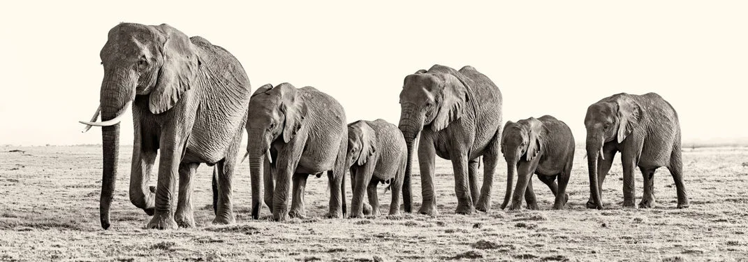 Elephant black and white fine art picture available for sale for a good cause in kenya