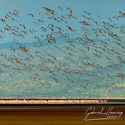 Flamingo in Lake Natron conservation, Tanzania, photographed during a guided photographic safari.