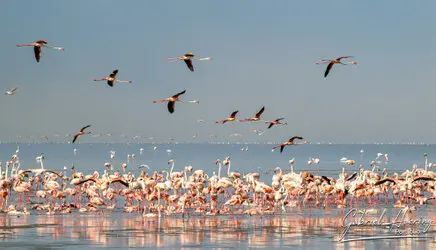 Flamingo in Lake Natron conservation, Tanzania, photographed during a guided photographic safari.