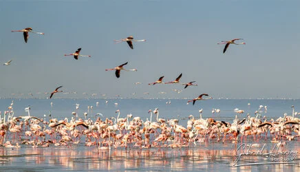 Flamingo in Lake Natron conservation, Tanzania, photographed during a guided photographic safari.